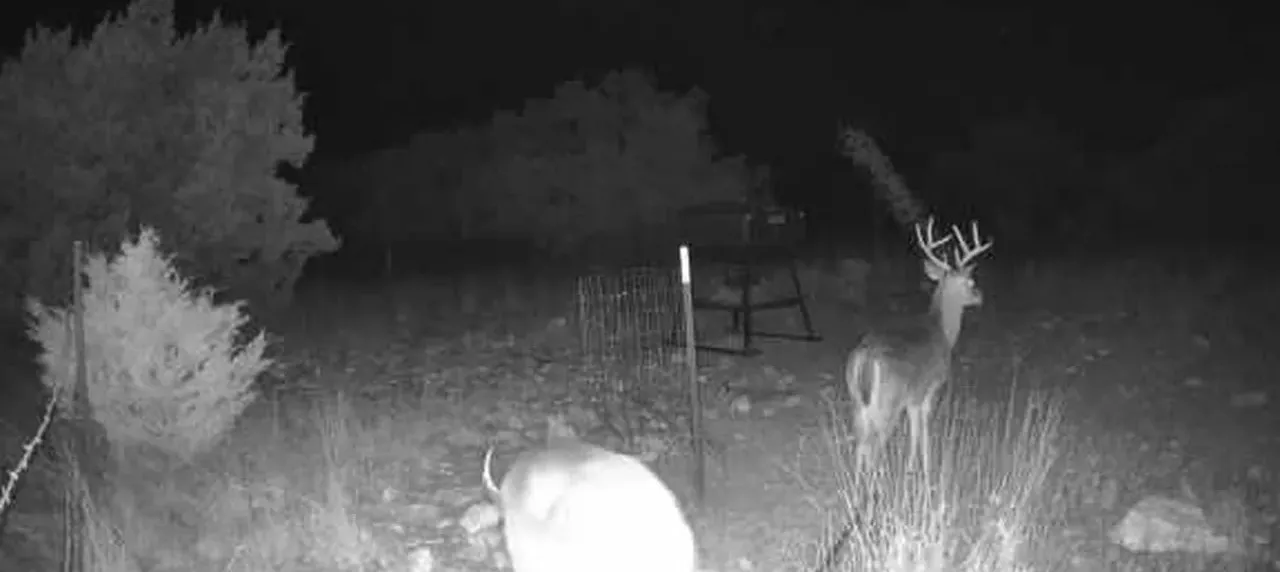 White-tailed deer at Martys Pen on a working Texas ranch, captured by a trail camera.